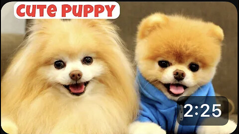 Cute Puppy - Funny and Cute Dog Videos Compilation 2023