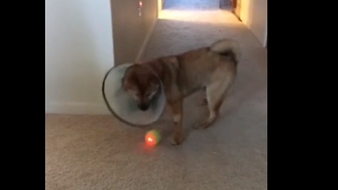 Dog Wears 'Cone Of Shame', Still Won't Give Up On His Toy