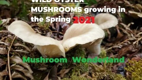 Wild Oyster Mushrooms growing in the spring in the PNW
