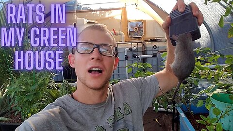 Dealing with rats in the green house