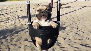 These cute dogs are ridiculously happy when using their swing sets