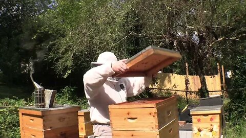 SHRINKING DOWN HIVES FOR WINTER PART 2 THE GIRLS WERE NOT HAPPY AT ALL !!!