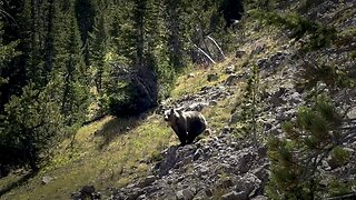 Wyoming Grizzly Bear