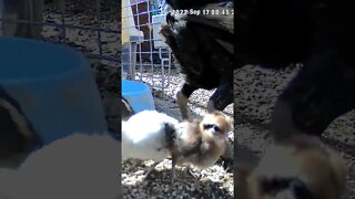 Baby chicks between mum and dad