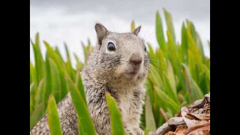 Squirrel has exceptional table manners