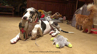 Cat fascinated by puppy's shoe chewing skills