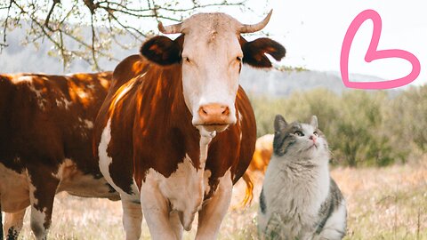 Cat Finds a New Friend in a Cow 😍😍 | Pets Class Part 55