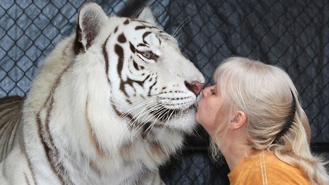Florida Woman Keeps Bengal Tigers In Her Garden
