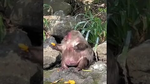 Fat monkey eating fruit by a creek..