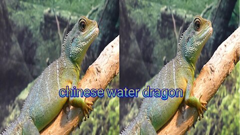 chinese water dragon