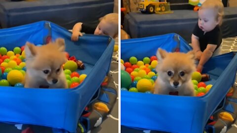 Puppy Takes Over Baby's Ball Pit