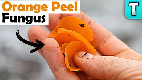 Orange Peel Fungus | Mushrooms You've Never Heard Of