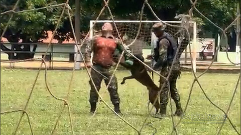 Para atuar na localização de drogas animais são adestrados por um único militar durante 9 meses