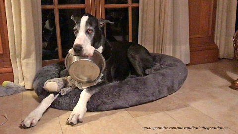 Great Dane announces dinner time with food bowl in mouth