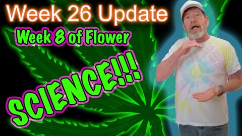 Week 8 of Flower - Bruce Banner #3 Cannabis Grow: Mars Hydro SP3000 | 2x4 tents | Gaia Green