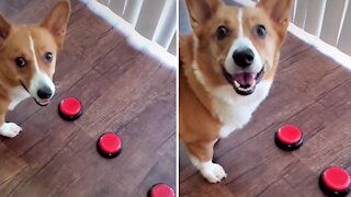 Corgi uses voice-activated button to ask for treats