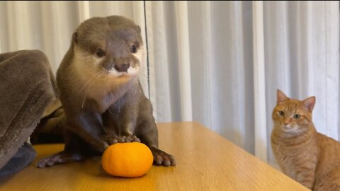 Otter kneading a mandarin orange with both hands and a Cat looking envious.