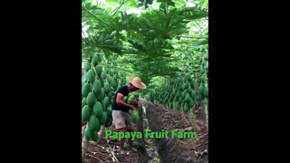 Papaya Farm 🥭🥭🥭🥭🍌🍍🍍🥭🥭🥭🥭🥭🥭🥭🥭🥭🥭🥭🍌🍍🍍🥭🥭🥭🥭🥭🥭🥭