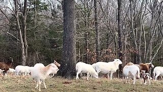 Sheep are our winter cleanup crew!