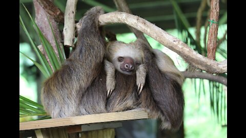 Beautiful little sloths living their lazy world. Amazing