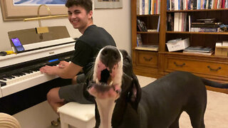 Funny Great Dane Sings Along With Piano Playing Friend