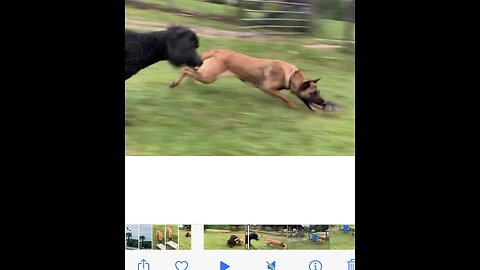 Canine pest control! Dog catches bug rat then throws it high into the air.