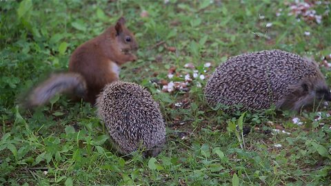 Hedgehog to red squirrel: You don't really want to mess with me, do you? (long version)