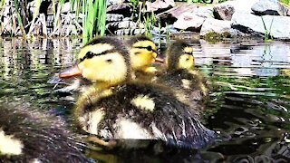 Rescued baby ducklings splash with joy when let free on a pond