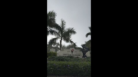 Foggy Morning in Paradise #FYP #MarcoIsland #Pelican #mywalksinparadise #4K