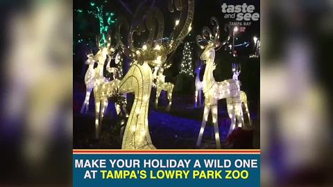 Christmas in the Wild at Tampa's Lowry Park Zoo | Taste and See Tampa Bay