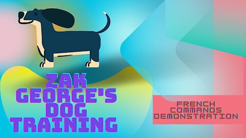 Zak George's Dog Training x Furbo Dog Camera || Dogs Training