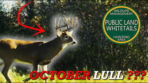 Michigan Whitetails | October lull Deer Hunting | Finding New Bucks | Bow Hunting Doe Management