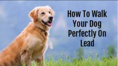 How To Teach Your Dog To Walk Perfectly On Lead