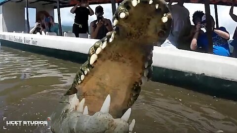 HUGE CROCODILE LUNGES INCHES FROM TOURIST BOAT | INSANE ANIMAL ENCOUNTER