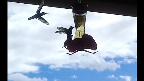 Hummingbird Sings at Bird Feeder