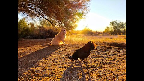 Chicken VS Dog. Watch these chickens go crazy! FUNNY