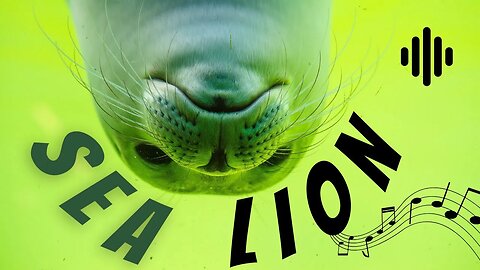 Sea Lion sound.