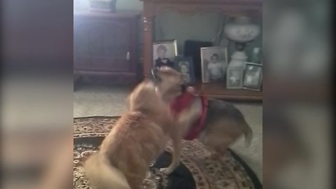 Cat And Dog Fight In The Living Room