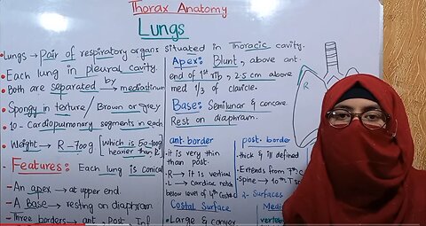 Lungs anatomy || part 1 || features | apex | base | borders | surfaces ||thorax anatomy