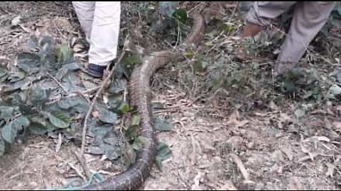 Monstruosa serpente é capturada no Vietnam