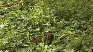 MANAGE WEEDS AND IMPROVE YOUR LAWN