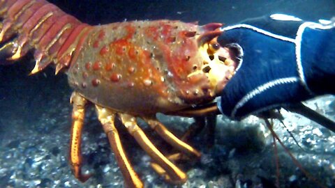 Extraordinary Catching of Giant Lobsters Underwater