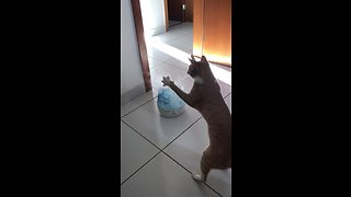 Cat Adorably Plays With Steam From Humidifier
