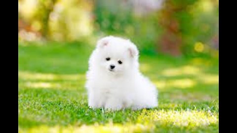 Cute Pomeranian puppy video| dog videos | Cute Puppy shorts| puppies videos.(2022)