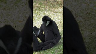 Gibbons Apes Monkeying Around #shorts #short