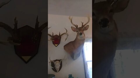 Albino Deer || Deer Mounts