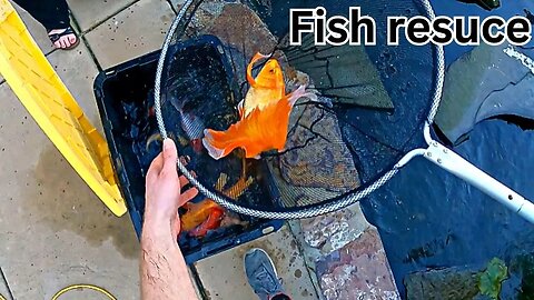 1 MINUTE FISH RESCUE ------ Rescuing fish from a leaky pond (200 gallon pond to a 50,000gallon pond)