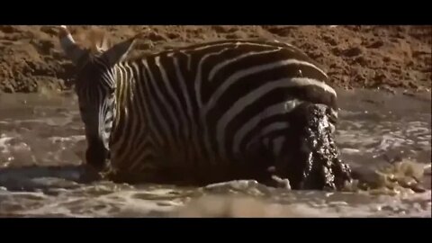 Powerful Crocodile attacks Zebra & Wildebeest / Wildlife at its best