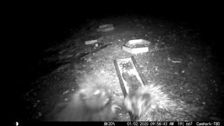 Mom and Baby Porcupine have a little argument