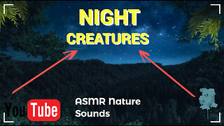Incredible Jungle Nightlife Sounds - 3 HRS Sounds of Night Creatures | Wild Jungle Sounds